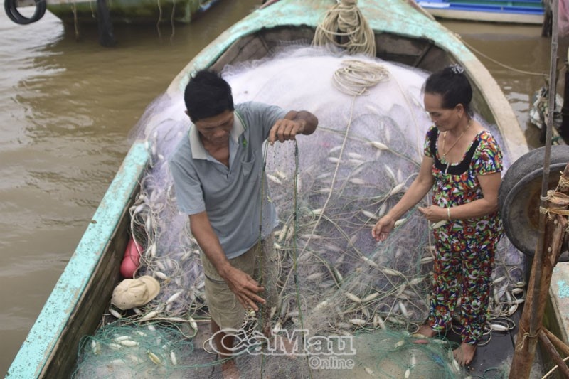 Lênh đênh “đời cá đối”